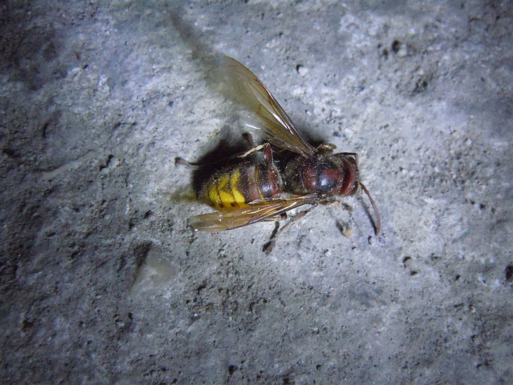 Vespa crabro agonizzante